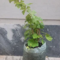 نهال مویز گلدانی