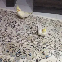 عروس هلندی لوتینو