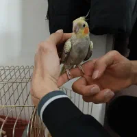 ۳عددعروس هلندی آوازخوان کاملا سالم