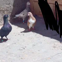 کفتر پرشی.