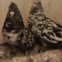 جفت هفت رنگ
