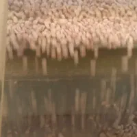 لوبیا چیتی بدون سرمازدگی امسال|خوردنی و آشامیدنی|الیگودرز, |دیوار