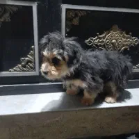 واگذاری توله سگ پا کوتاه سن ۳ماهه