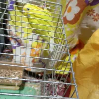 جفت عروس هلندی لوتینو مولدویک مرغ عشق ماده|پرنده|کرمان, |دیوار