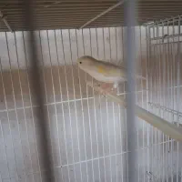 قناری ماده موزاییکی