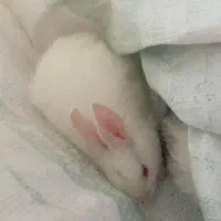 بچه‌خرگوش‌نر