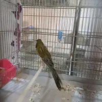 قناری ماده اماده رسمی بلند سبز چمنی