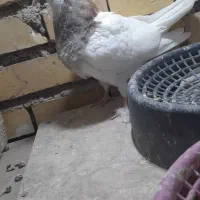 کفتر|پرنده|مشهد, فرهنگ|دیوار