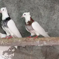 کبوتر طوقی بدونه غلط|پرنده|دهگلان, |دیوار