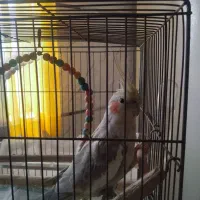 عروس هلندی ماده