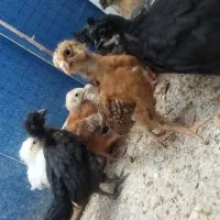 جوجه مرغ وخروس 1ماه|حیوانات مزرعه|بیرجند, |دیوار