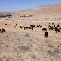 بره دورگ بومی