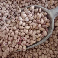 لوبیا چیتی،لوبیا قرمز،خورده برنج|خوردنی و آشامیدنی|شیراز, شهرک صادقیه|دیوار