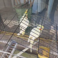 یک جفت عروس هلندی لوتینو