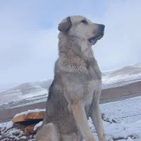 واگذاری سگ پژدر|سگ|شاهین دژ, |دیوار