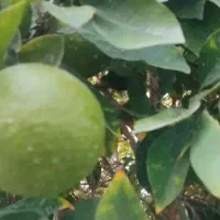 نارنج|گل و گیاه طبیعی|بندر گناوه, |دیوار