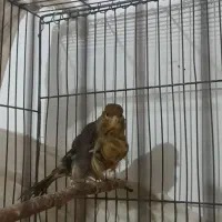 قناری فر ماده