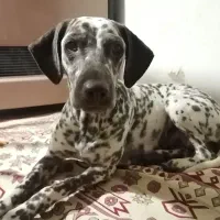 نژاد بزرگ آپارتمانی|سگ|تهران, قیطریه|دیوار