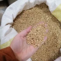 گندم . آبی پیشگام درجه یک امیری