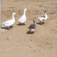 فروش ۴تاغاز