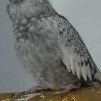 طوطی گل باقالی جفت