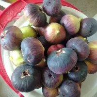 حراج فقط امروز