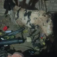 بزبزغاله میش