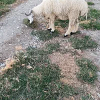 گوسفند و بز|حیوانات مزرعه|ایرانشهر, |دیوار