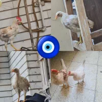 مرغ و خروس