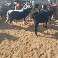 گوساله گیل وگیلدورگ واکسن تب برفکی خورده ۴۳ملیون|حیوانات مزرعه|پیشوا, |دیوار