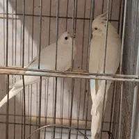 عروس هلندی مولد بایک جوجه|پرنده|تهران, سبلان (لشگر)|دیوار