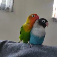 طوطی برزیلی|پرنده|شهریار, رضی آباد بالا|دیوار