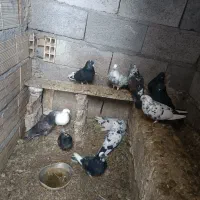 کفتر|پرنده|مهربان, |دیوار