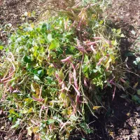 لوبیاچین|خوردنی و آشامیدنی|اردل, |دیوار