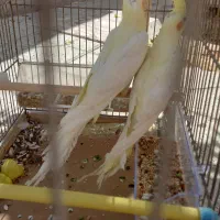 عروس هلندی جوانه