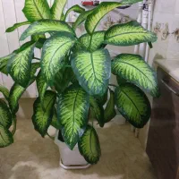 گل دفن باغی