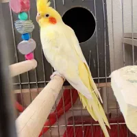 یک جفت عروس هلندی نژاد خاص به همراه تخم