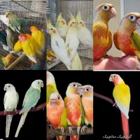خرید وفروش پرندگان