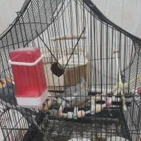 عروس هلندی مولد