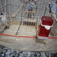 مرغ عشق پروانه ای