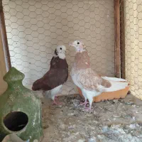 کبوتر شازده