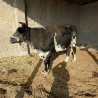 100میلیون|حیوانات مزرعه|هیرمند, |دیوار