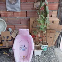 ۳ گل در گلدون