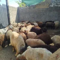 میش بره گوسفند