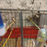 طوطی عروس فنج سهره فنج نرگسی