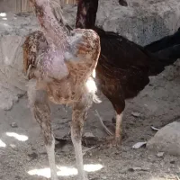 مرغ خروس