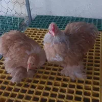 کوشین لمون