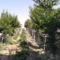 باغ ویلا اول جاده اخلمد|فروش خانه و ویلا|چناران, |دیوار