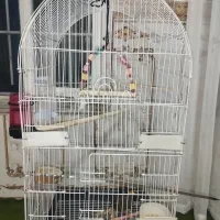 مرغ مینا جوجه|پرنده|کرمانشاه, |دیوار