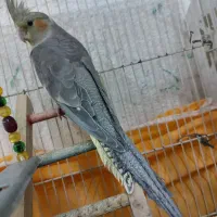 عروس هلندی نر